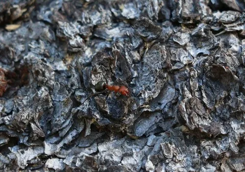 Formica opaciventris