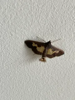 Pickleworm Moth thumbnail 3
