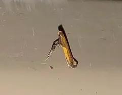 Azalea Leafminer Moth thumbnail 4
