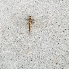 Wandering Glider thumbnail 3