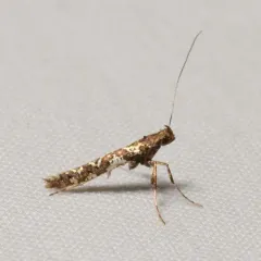 Cherry Leafroller Moth thumbnail 3