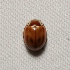 Streaked Lady Beetle thumbnail 3