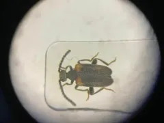Elonus basalis thumbnail 2