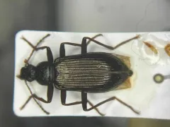 Xylopinus aenescens thumbnail 1