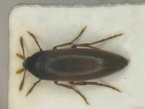 Orchesia castanea