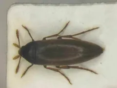 Orchesia castanea thumbnail 1