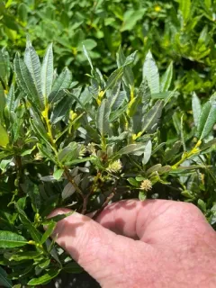 Labrador willow thumbnail 4