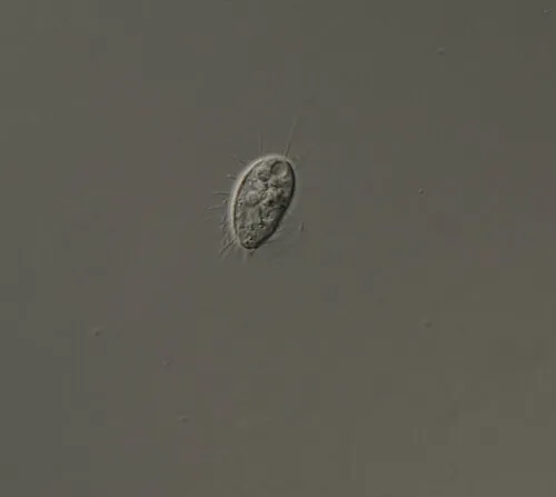 Cyclidium glaucoma