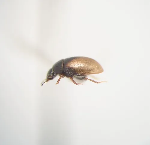 Cercyon pygmaeus