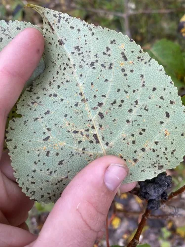 Melampsora medusae