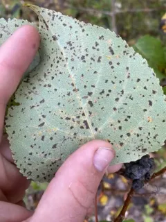 Melampsora medusae thumbnail 1