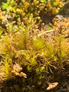 Dicranum spadiceum thumbnail 2