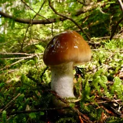 Cortinarius seidliae thumbnail 2