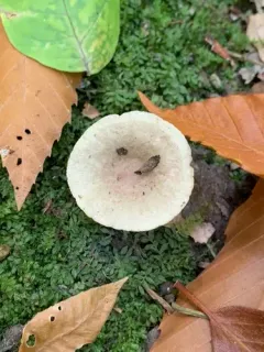 Lactarius cinereus thumbnail 2