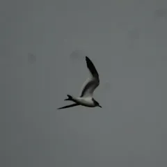 Sabine's Gull thumbnail 4