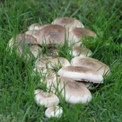 California flat-top agaricus thumbnail 2