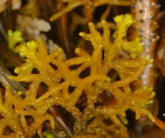 Woods' Whipwort thumbnail 2