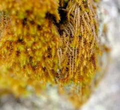 Iwatsukiella leucotricha thumbnail 2