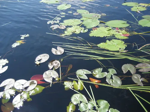 Dwarf Water-lily