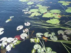 Dwarf Water-lily thumbnail 1