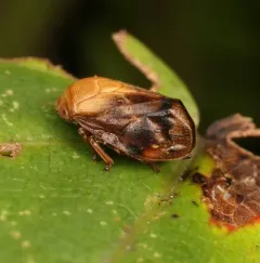 Pecan spittlebug thumbnail 2