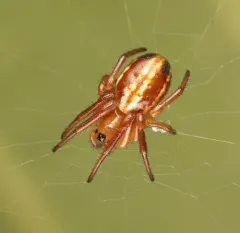 Openfield Orbweaver thumbnail 2
