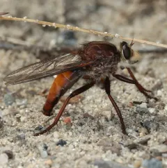 Proctacanthus rufus thumbnail 2