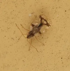 Azalea Lace Bug thumbnail 3