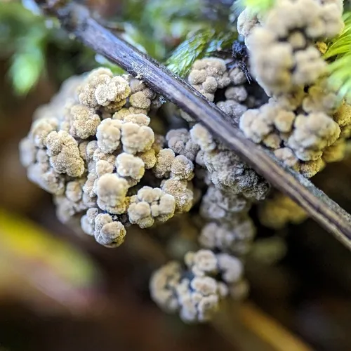 Diplocarpa irregularis