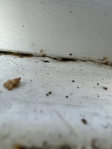 Little Yellow Ant