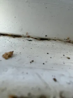 Little Yellow Ant thumbnail 1