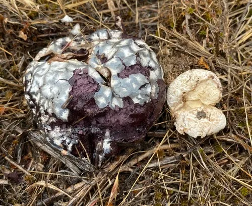 Calvatia lilacina