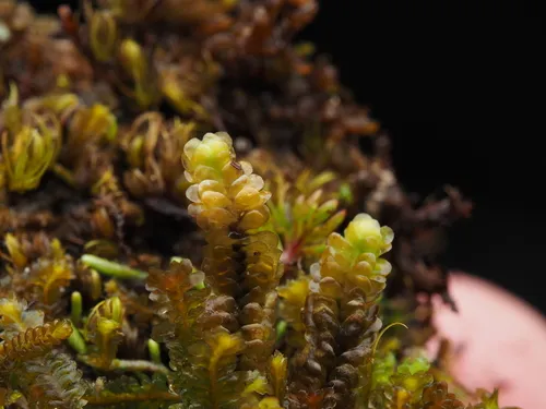 Macrodiplophyllum imbricatum