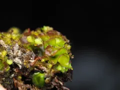 Calycularia laxa thumbnail 3