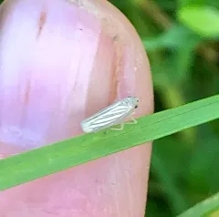 Plesiommata tripunctata thumbnail 3