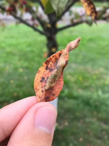 Spotted Tentiform Leafminer Moth