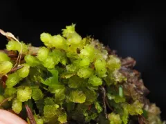 Fuscocephaloziopsis monticola thumbnail 4