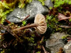 Rhodocybe caelata thumbnail 3
