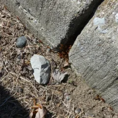 Larger Citronella Ant thumbnail 3