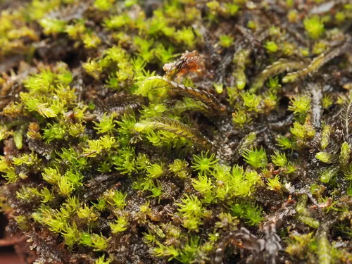 Brown Flapwort
