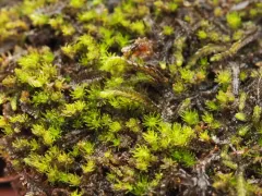 Brown Flapwort thumbnail 1