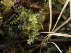 Common Pouchwort thumbnail 1