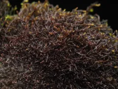 Marsupella stableri thumbnail 2