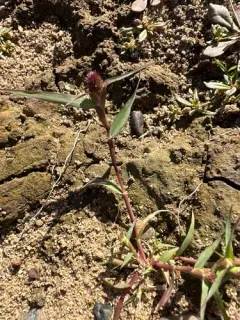 swamp pricklegrass thumbnail 3