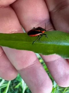 Perillus strigipes thumbnail 3