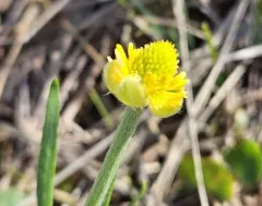 heartleaf buttercup thumbnail 1