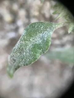 Golovinomyces greeneanus thumbnail 2
