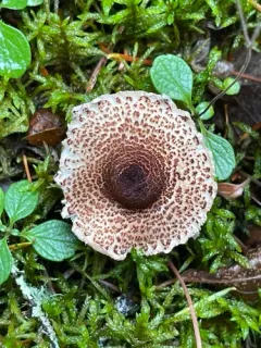 Lepiota cortinarius thumbnail 4