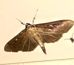 Herpetogramma sphingealis thumbnail 2
