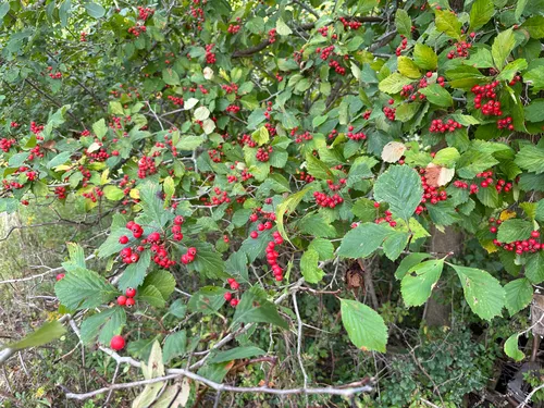 Pear Hawthorn